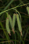 Cypress swamp sedge